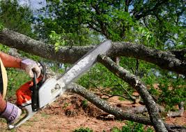 Lawn Pest Prevention in Mclean, TX