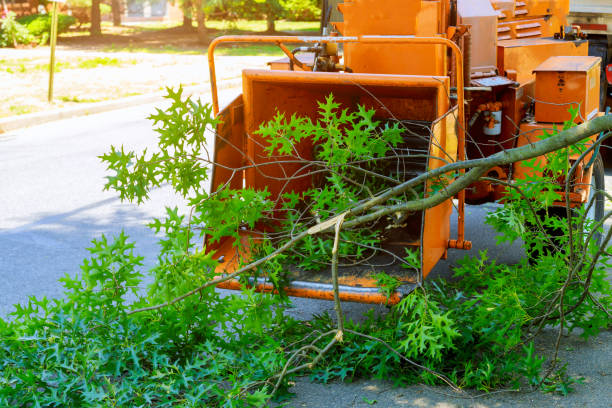 Best Root Management and Removal  in Mclean, TX