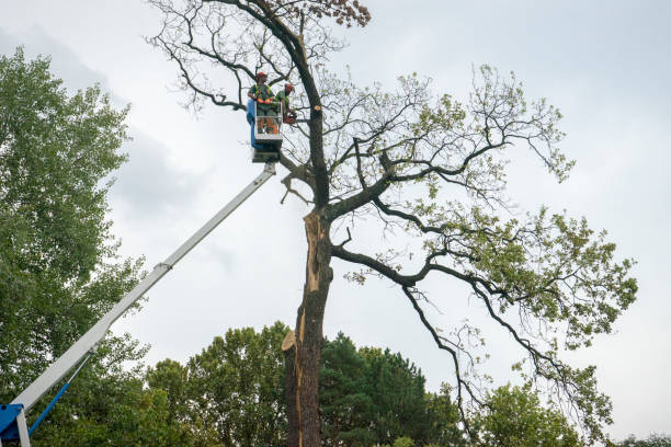 Best Tree and Shrub Care  in Mclean, TX