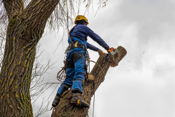 Best Palm Tree Trimming  in Mclean, TX