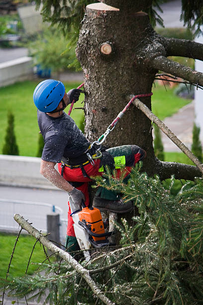 Best Tree Maintenance Programs  in Mclean, TX