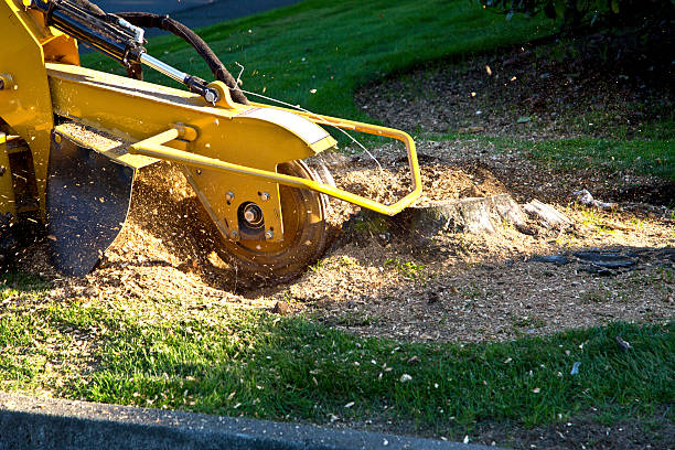 How Our Tree Care Process Works  in  Mclean, TX