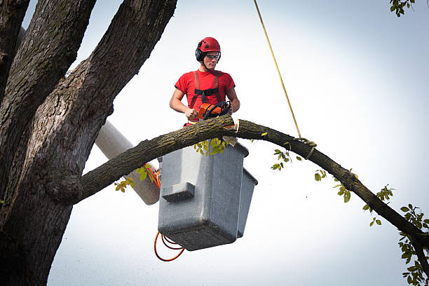 Best Stump Grinding and Removal  in Mclean, TX