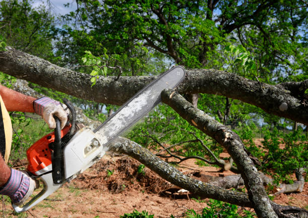 Best Lot and Land Clearing  in Mclean, TX