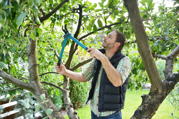 Best Fruit Tree Pruning  in Mclean, TX